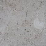 Honed Limestone Portland with a grey-beige base, scattered fossil-like fragments, fine pits and subtle tonal variation.