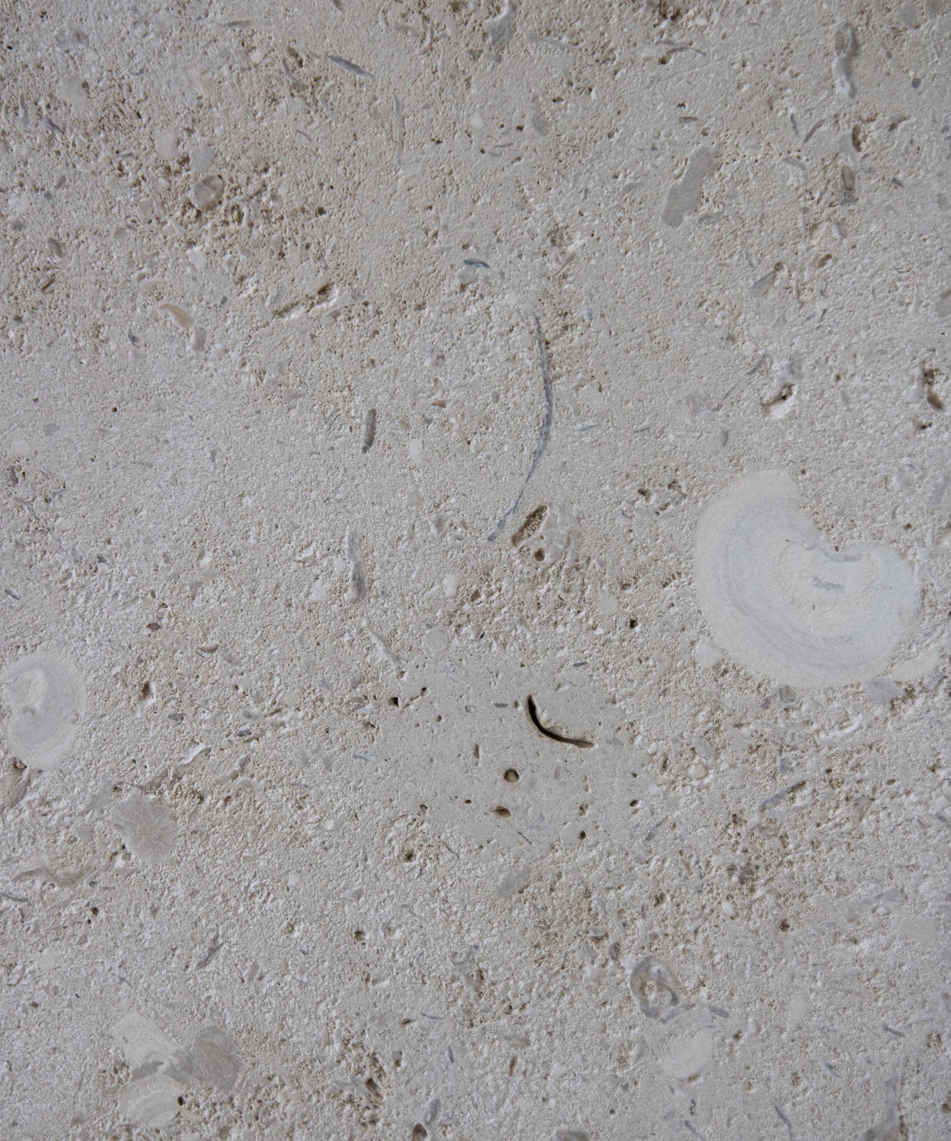 Honed Limestone Portland with a grey-beige base, scattered fossil-like fragments, fine pits and subtle tonal variation.