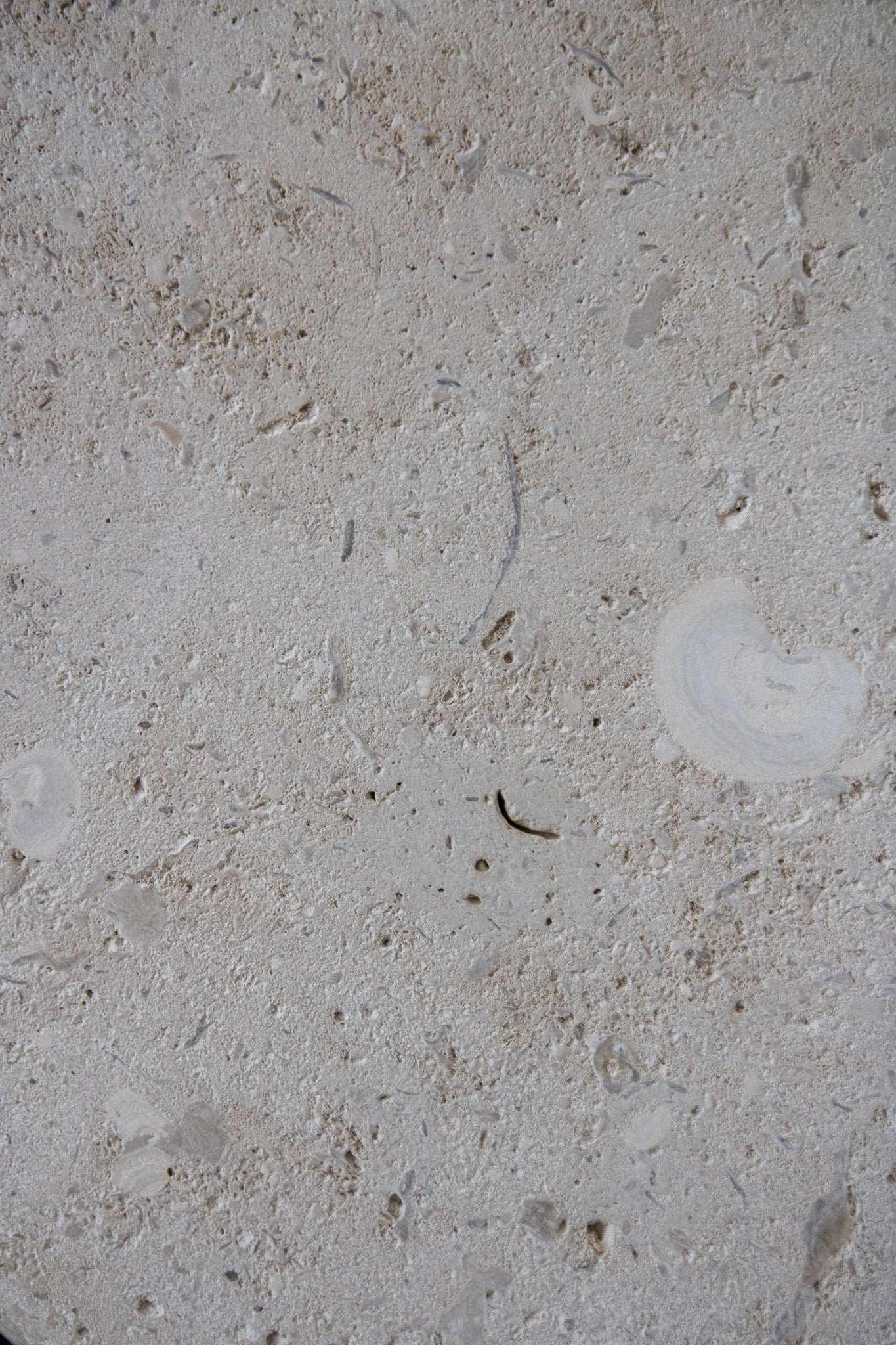 Honed Limestone Portland with a grey-beige base, scattered fossil-like fragments, fine pits and subtle tonal variation.